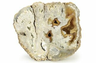 Agate Replaced Fossil Coral Head - Florida #188015