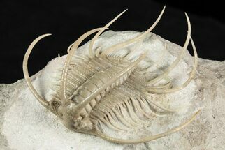Spiny Boedaspis Trilobite - Museum Quality Specimen #237044