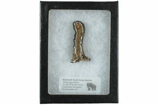 Mammoth Molar Slice with Case - South Carolina #238444