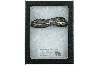 Mammoth Molar Slice with Case - South Carolina #238457