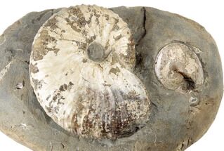 Fossil Hoploscaphites Ammonite With Sphenodiscus - South Dakota #189313