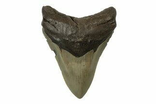 Serrated, Fossil Megalodon Tooth - North Carolina #236794