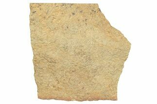 Pennsylvanian, Fossil Microbial Mat - Oklahoma #155993