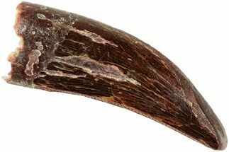 Theropod (Deltadromeus?) Pre-Max Tooth - Morocco #238585