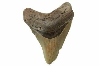 Fossil Megalodon Tooth - North Carolina #236798
