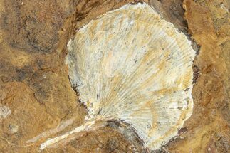 Fossil Ginkgo Leaf From North Dakota - Paleocene #238828