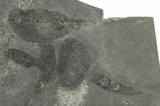 Fossil Shrimp For Sale