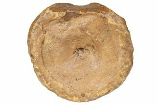 Fossil Ichthyosaur (Brachypterygius) Vertebra - England #238921