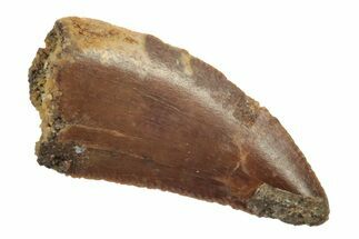 Serrated, Raptor Tooth - Real Dinosaur Tooth #238536