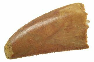 Serrated, Raptor Tooth - Real Dinosaur Tooth #238547