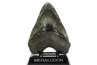 Serrated, Fossil Megalodon Tooth - Indonesia #238953