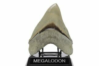 Serrated, Fossil Megalodon Tooth - Collector Quality Meg #238954