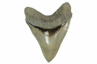 Serrated, Fossil Megalodon Tooth - Collector Quality Meg #238954
