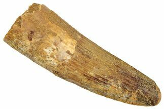 Fossil Spinosaurus Tooth - Real Dinosaur Tooth #239251