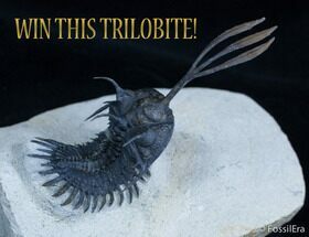 March Fossil Giveaway - Walliserops Trilobite #2375