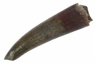 Pterosaur (Siroccopteryx) Tooth - Morocco #101702