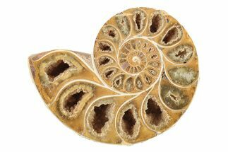 Jurassic Cut & Polished Ammonite Fossil (Half) - Madagascar #239394