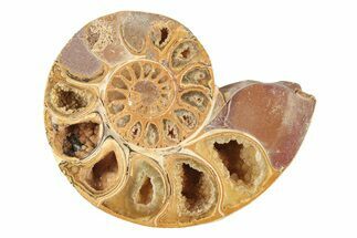 Jurassic Cut & Polished Ammonite Fossil (Half) - Madagascar #239408