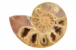 Jurassic Cut & Polished Ammonite Fossil (Half) - Madagascar #239409