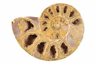 Jurassic Cut & Polished Ammonite Fossil (Half) - Madagascar #239377