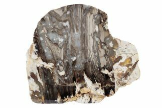 Petrified Peanut Wood Slab - Australia #239826