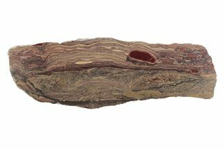 Polished Domal Stromatolite Slab - Billion Years Old #239936