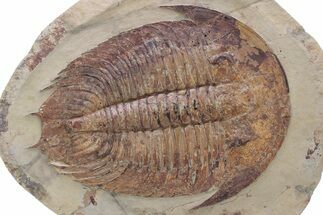 Ordovician Trilobite (Dikelokephalina) - Excellent Preservation #239647