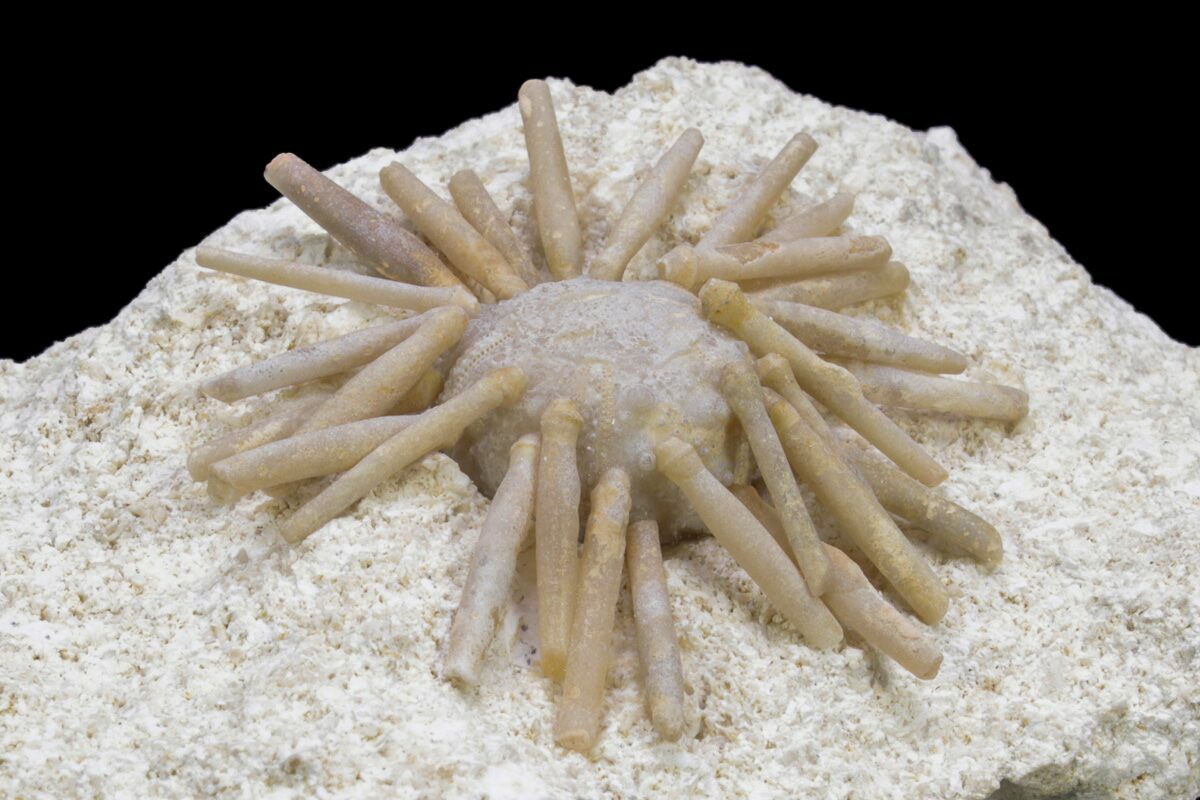 17 Cretaceous Fossil Urchin Salenia Missour Morocco 239999 For Sale