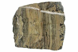 Polished Proterozoic Stromatolite (Yelma) Slab - Australia #239982