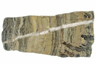 Polished Proterozoic Stromatolite (Yelma) Slab - Australia #239985
