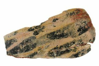 Polished, Paleoproterozoic Stromatolite (Pilbaria) - Australia #240102