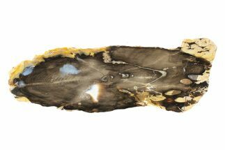 Petrified Peanut Wood Round - Australia #239839