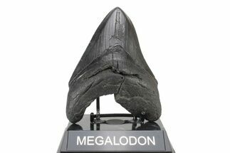 Fossil Megalodon Tooth - South Carolina #239759