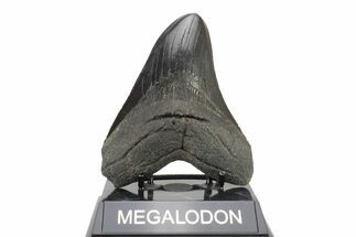 Serrated, Fossil Megalodon Tooth - South Carolina #239765