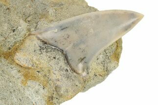 Hooked White Shark Tooth Fossil on Sandstone - Bakersfield, CA #238323