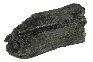 Pleistocene Aged Fossil Horse Tooth - South Carolina #239792
