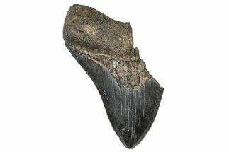 Partial, Fossil Megalodon Tooth - Serrated Blade #240157