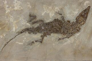 Three Foot Fossil Alligatoroid (Diplocynodon) - Museum Quality #240309