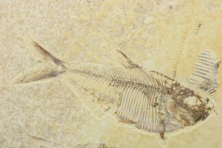 Fossil Fish (Diplomystus) - Wyoming #240349