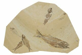Multiple Fossil Fish Plate (Three Species) - Wyoming #240371