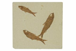 Three Detailed Fossil Fish (Knightia) - Wyoming #240451