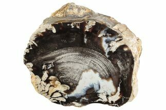 Petrified Peanut Wood Section - Australia #239836
