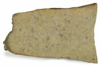 Plate of Crinoid, Starfish & Bryozoa Fossils - Illinois? #240260