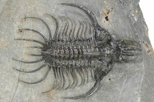 Trilobites For Sale