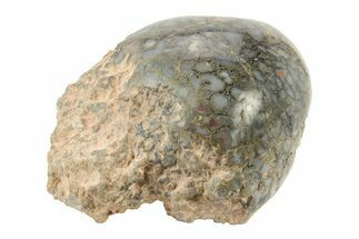 Polished Dinosaur Bone (Gembone) Section - Utah #240571
