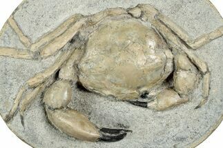 D Fossil Crab (Pulalius) In Concretion - Washington #240456
