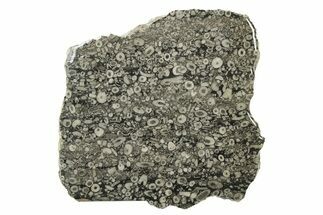 Fossil Crinoid Stems In Limestone Slab #240638