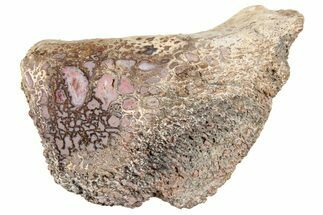 Polished Dinosaur Bone (Gembone) Section - Utah #240712