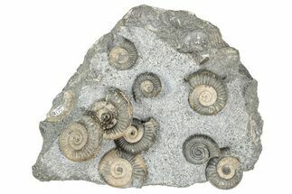 Fossil Ammonite (Dactylioceras) Cluster - Isle of Skye, Scotland #240739