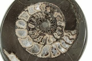 Polished Fossil Ammonite (Dactylioceras) Half - England #240747